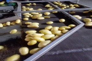 Pakistani Washed Potatoes from Pakistan